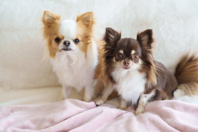 2匹のチワワ