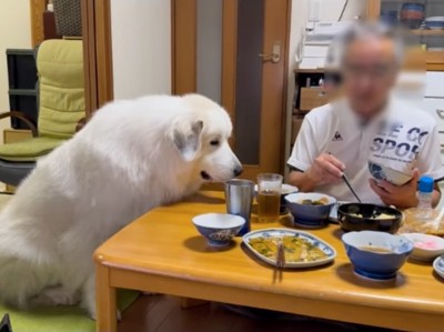 食卓を見つめる超大型犬