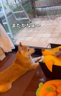 外を見る小春ちゃん