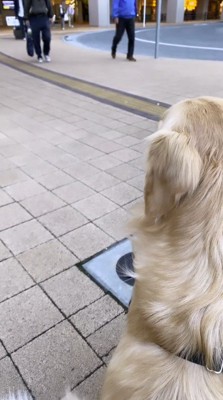 通行人を眺める犬