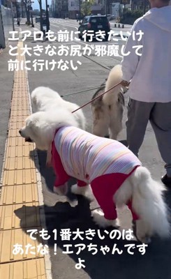 アランちゃんと同居犬たち2