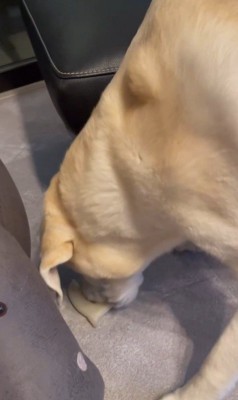 おもちゃを取ってほしそうなきぬちゃん9