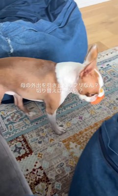 お母さん外出時のジノくん8