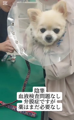 投薬の必要なし！