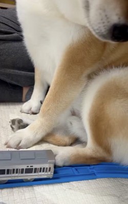 すでに電車がぶつかりそう