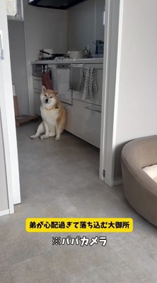 キッチンの床に座り込む柴犬