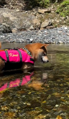 川で泳ぐ魚を見つめる犬