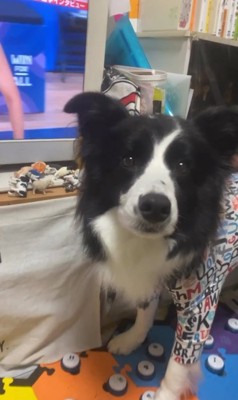 おしゃべりボタンを練習中の中型犬