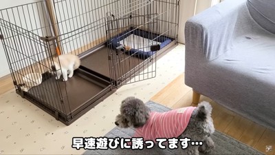 じゅんちゃんが仲間入り