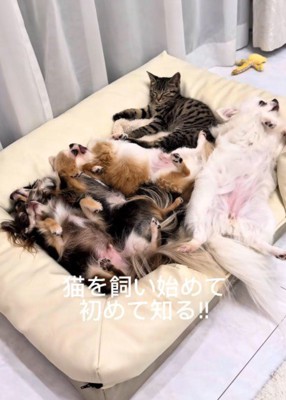 ひとつのクッションにぎゅっ