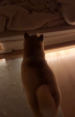 意気揚々とベッドへ♪