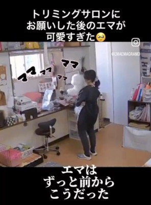 手を振るエマくん