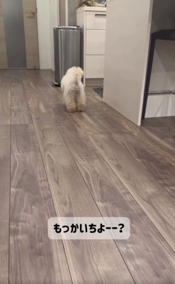 子猫と遊びたいくるみたん