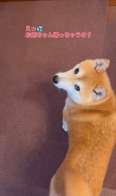 お姉ちゃん帰省時の小春ちゃん＆小太郎くん6