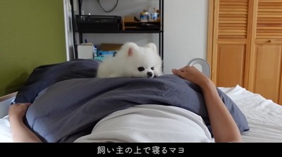 飼い主の上に寝る犬