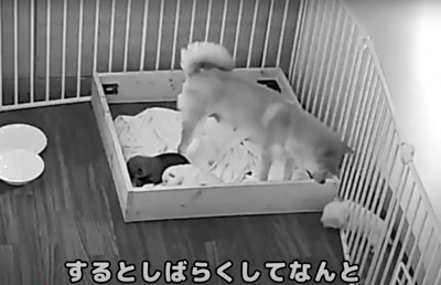 自力で戻ろうと頑張る赤ちゃん犬