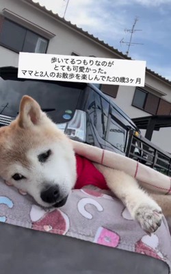 自分で歩いているみたい！