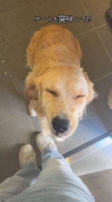 目を細めて、帰宅した飼い主を見上げる犬