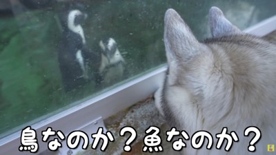 「これは魚？鳥？」