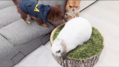 うさぎを追いかける茶色い犬と、傍で見守る子犬