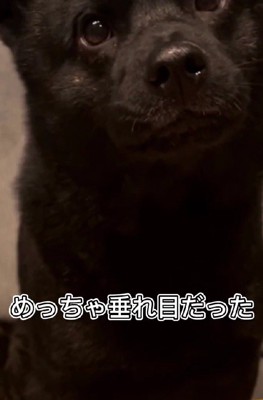 愛らしい垂れ目…！