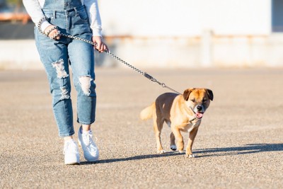 茶の犬、散歩