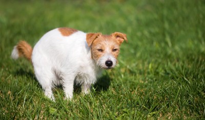 草むらの上で力む犬