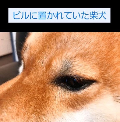 柴犬のアップ
