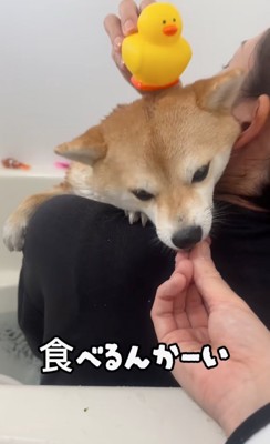 おやつを食べる柴犬