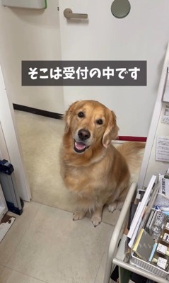 病院が大好きなマーシャル君7