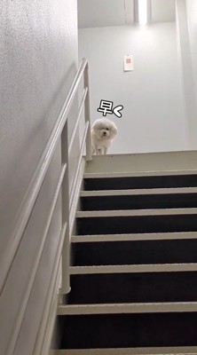 階段の上から飼い主を見下ろす犬