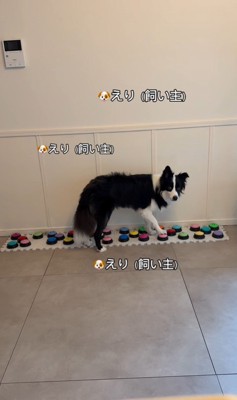 飼い主さんを呼び続けるサンゴくん5