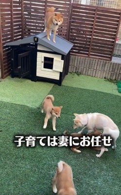避難する豆千代くん