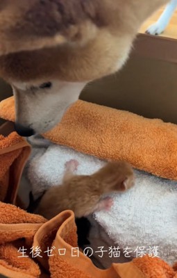 赤ちゃん猫と見つめる柴犬2