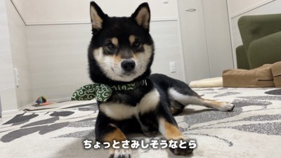 どんどん寂しくなってきたよう…