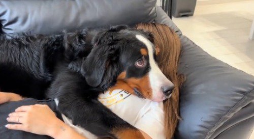 ソファの上で眠っている女性の上に乗っている犬