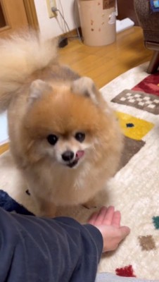 カメラを見つめる犬