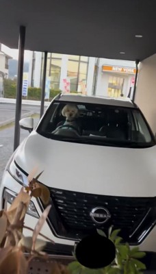 運転席に座る犬