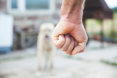 犬と握りこぶし