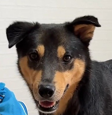 飼い主を見つめる犬の顔