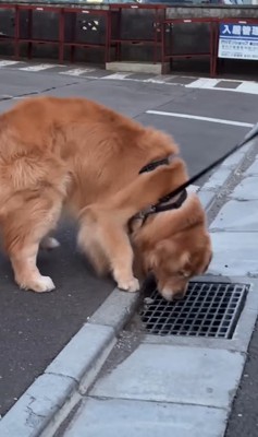 排水溝を愛するモッシュくん4