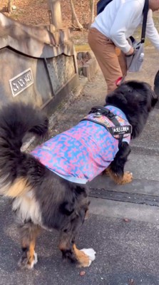 石に向かって吠える犬