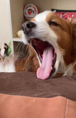 あくびするワンコ