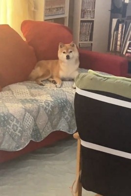 塩対応なこまりちゃん