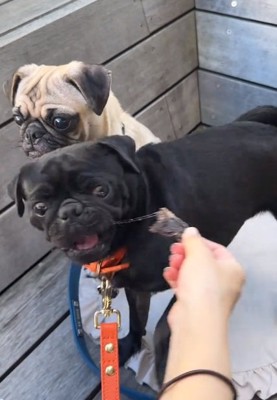 よだれが出る雲丹ちゃん