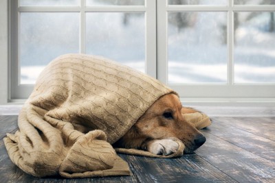 窓際でブランケットの中に隠れる犬