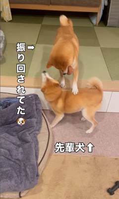 もずく君とわさび君の変化9