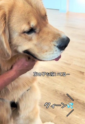 別のわんこの鳴き声まで…