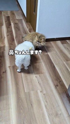 近づいてくる犬に警戒する猫