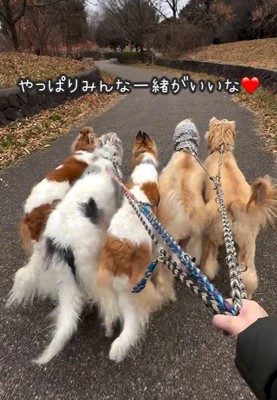並んで歩く大型犬達
